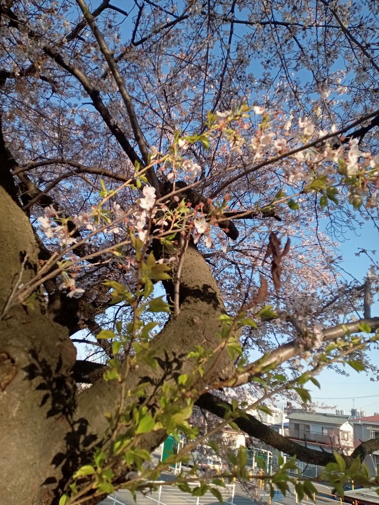桜と新人研修
