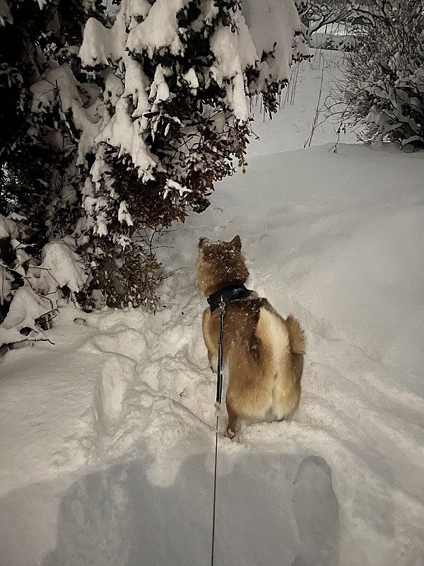 大雪を世界一楽しんだ犬