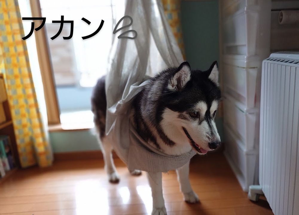 捕らわれのハスキー犬