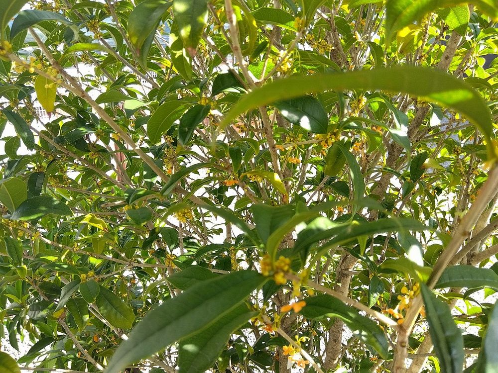 秋のお花と食べ物☆