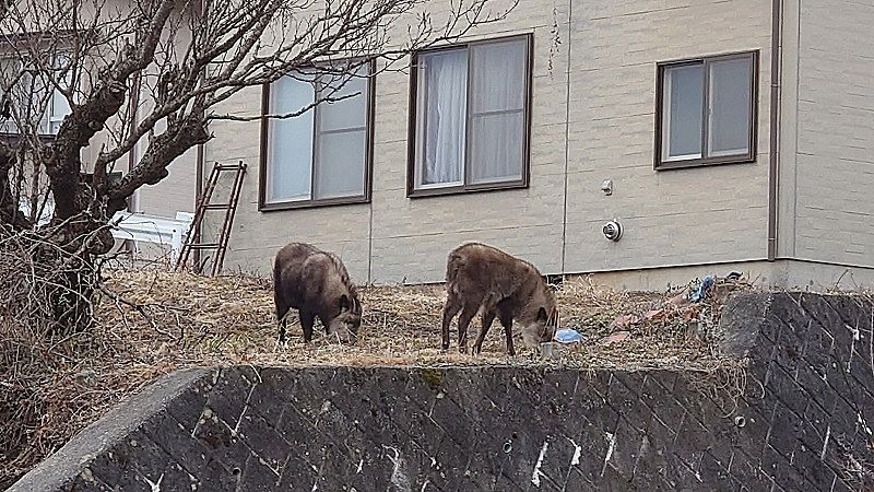 本日はひな祭り♪