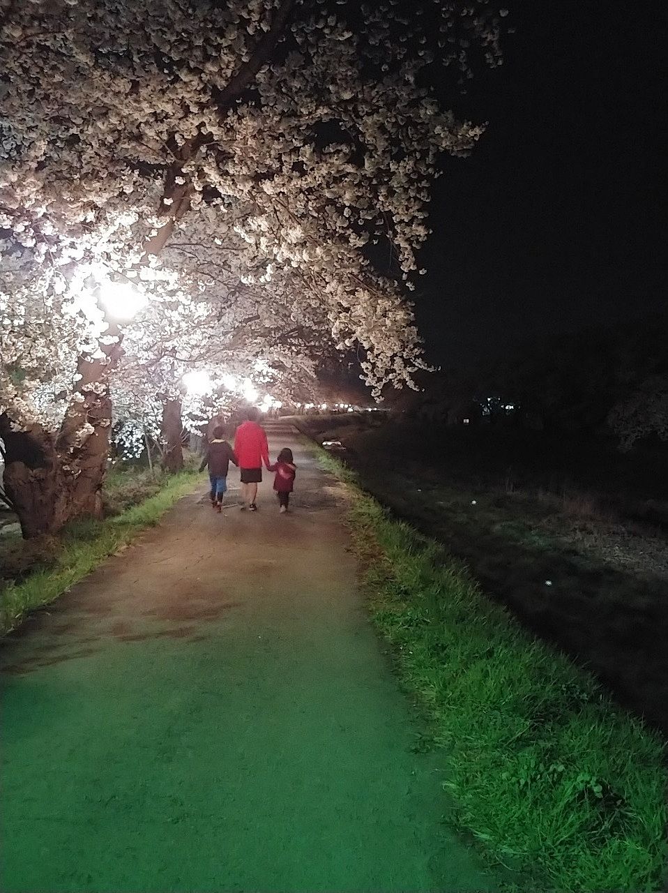 季節を楽しむ　桜満開♪