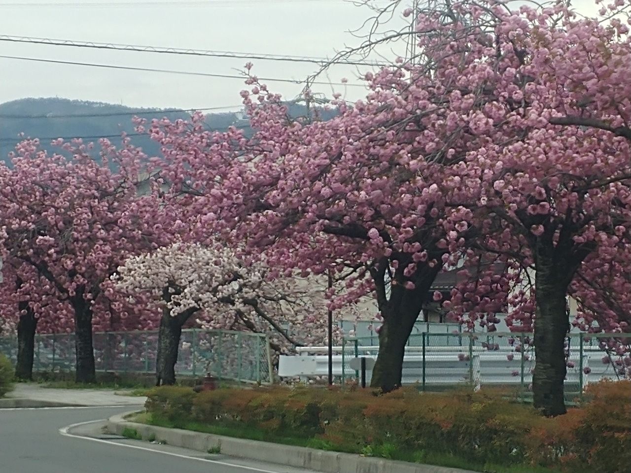 季節を楽しむ✩　岡谷市で八重桜✿