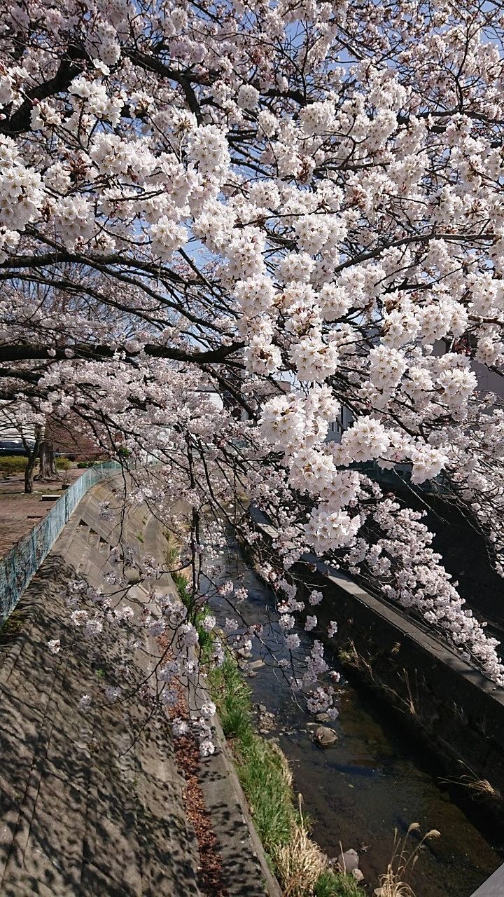 花便り✿満開の桜回廊