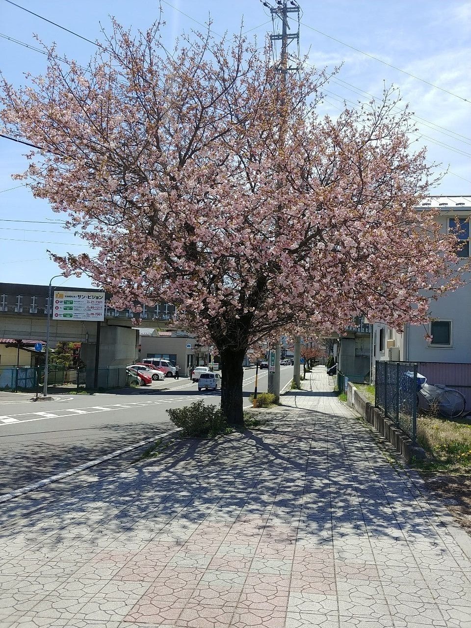 花便り～塚間川沿いの八重桜～