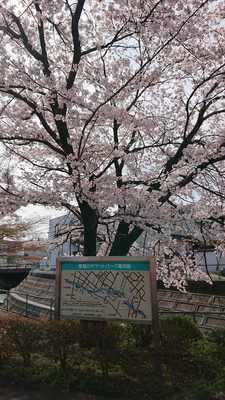 塚間川ポケットパークの桜(^^♪