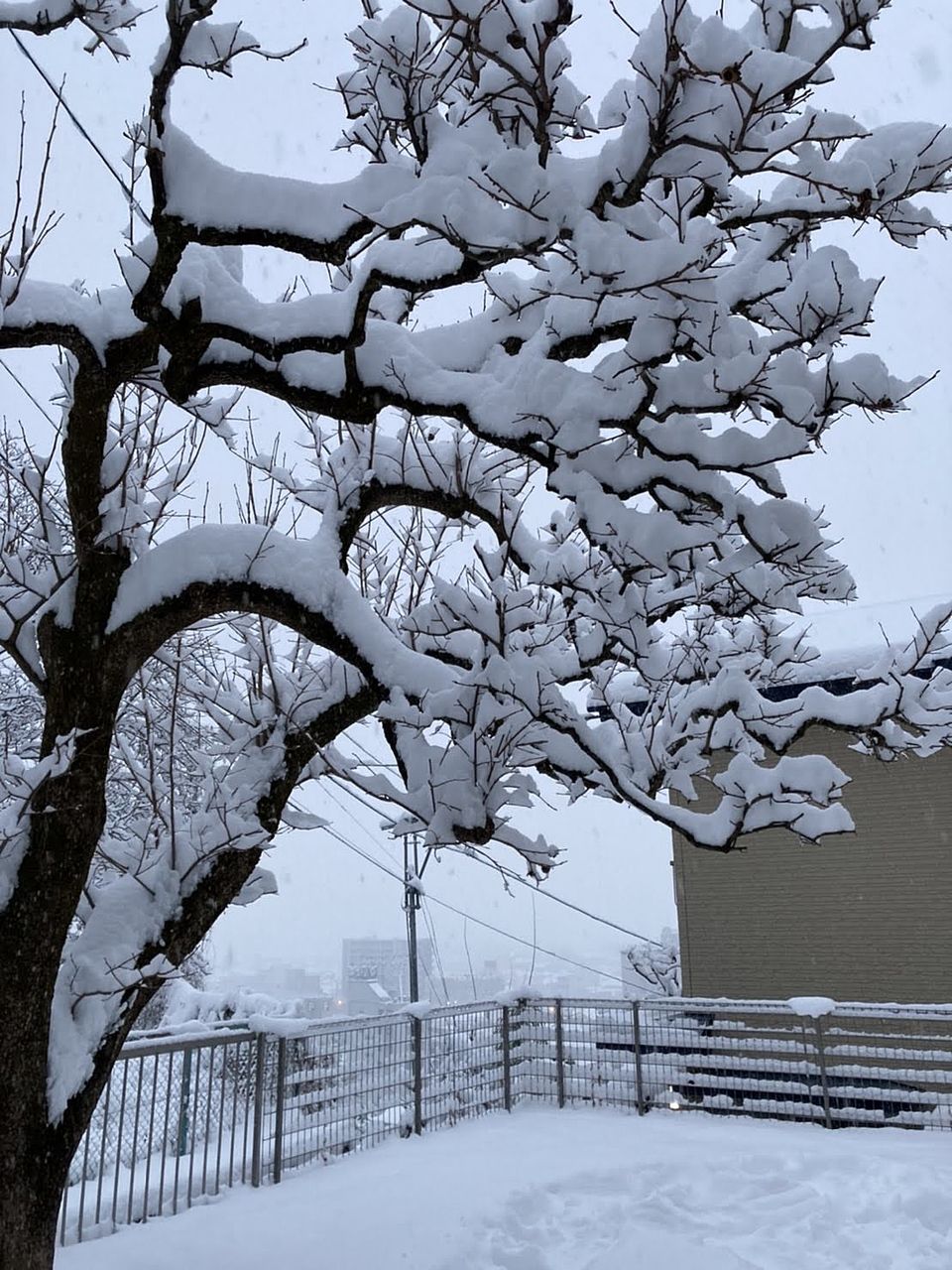 諏訪は柿の枝が折れそうな積雪