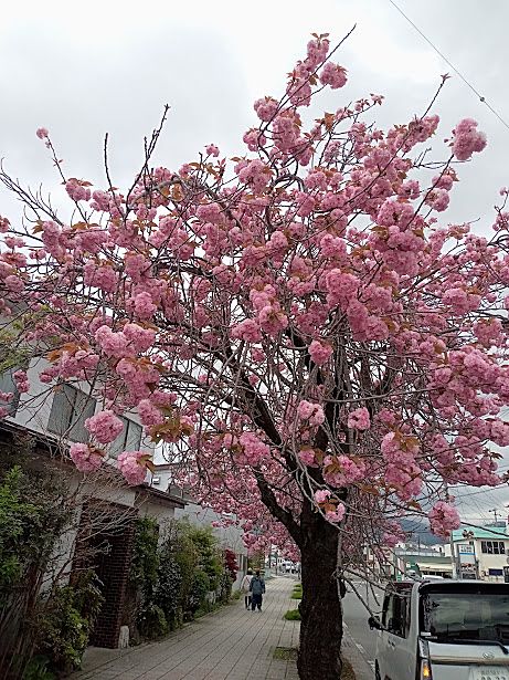 今年も見ごろ♪塚間川八重桜(^^♪
