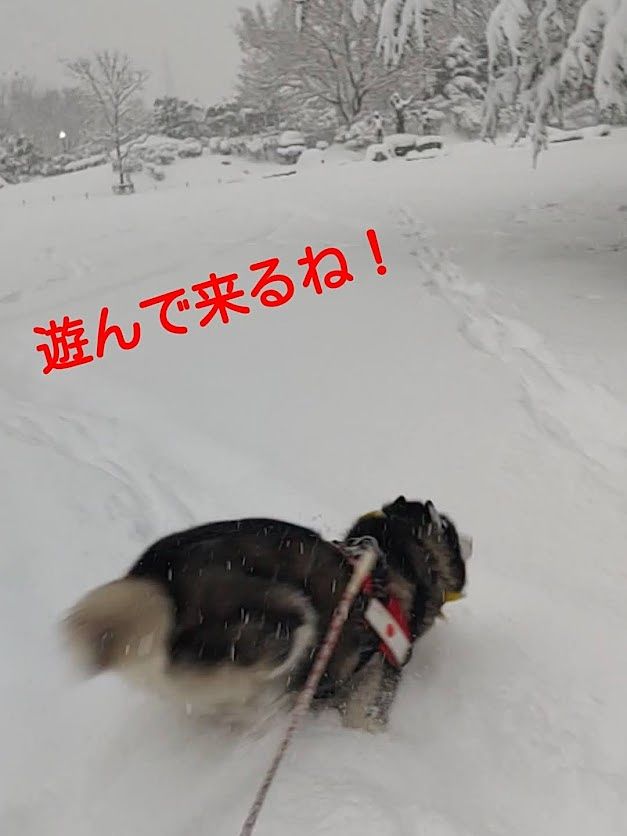 雪遊びハスキー犬　松本市あがたの森公園