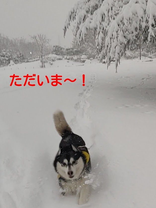 雪遊びハスキー犬　松本市あがたの森公園