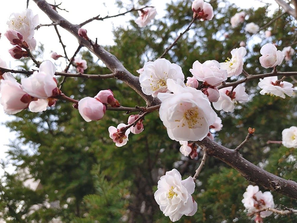 松本市　梅の花